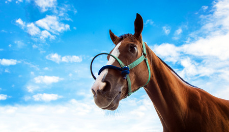 face of confidence face of racing horse with rope on blue sky backgroundの写真素材