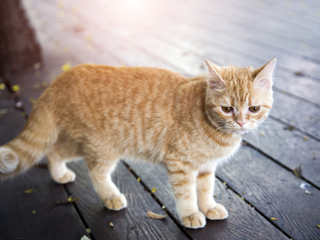 sadness face of stray cat lonely outdoor の写真素材