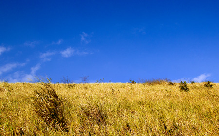 landscape green field in summer clearly sky natural backgroundの写真素材