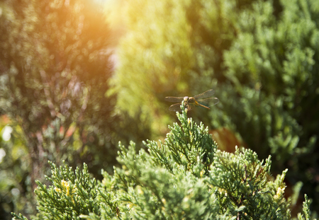 dragonfly on green pine tree in gardenの写真素材