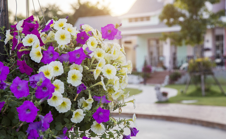 Focus purple and yellow blossom decoration garden exterior home in morningの写真素材
