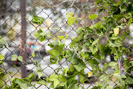 green ivy on rusty iron net for background