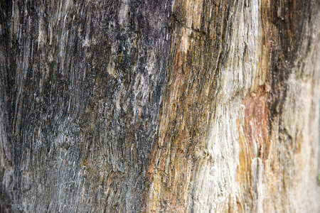 close up old wood fossil become stone texture for backgroundの写真素材