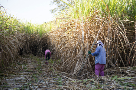 harvest sugarcan in cool season in agriculture lifeの写真素材