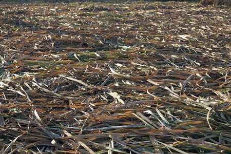 dry leafe before farmer harvest sugarcane field in agriculture lifeの写真素材