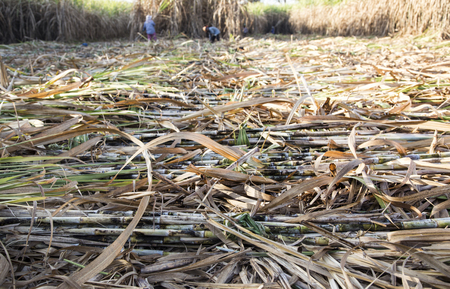 farmer harvest sugarcane field in agriculture lifeの写真素材