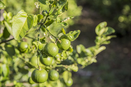 green limade in garden morningの写真素材