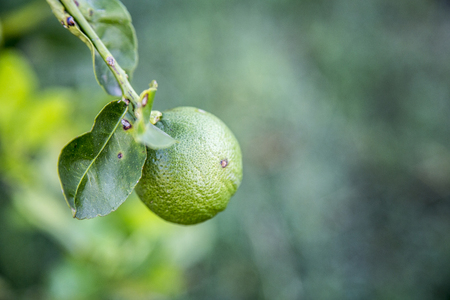 green lime in garden morningの写真素材