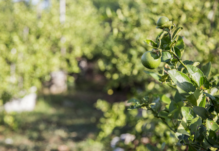 green lime in garden morningの写真素材