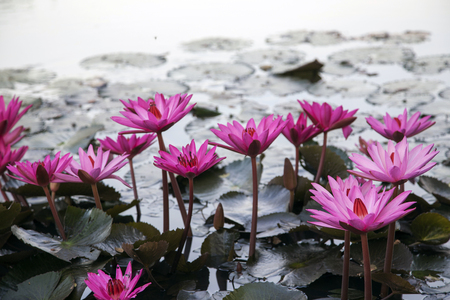 pink lotus flower on pond in morningの写真素材