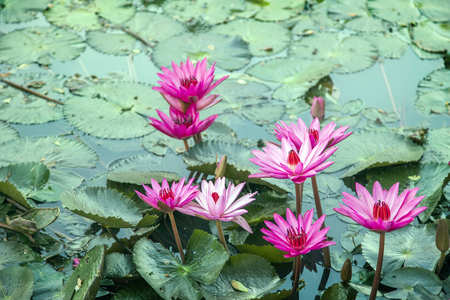 pink lotus flower on pond in morningの写真素材