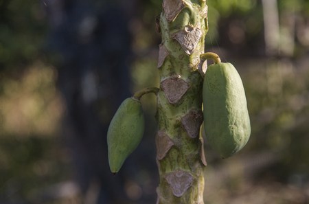 close up papaya hanking on tree の写真素材