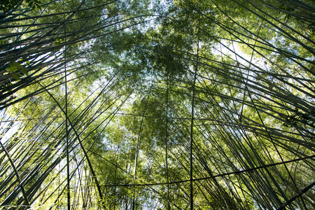 high bamboo tree on sky in day lightの写真素材