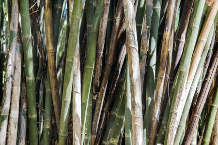green bamboo tree on day lightの写真素材