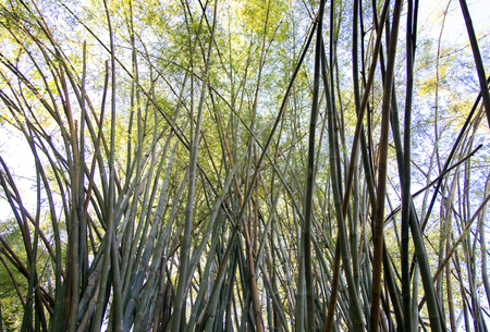 high bamboo tree on sky in day lightの写真素材
