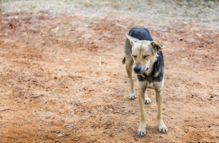 handsome stray dog strong face on sandの写真素材