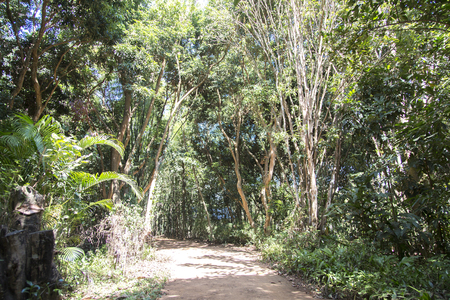 walk way in forest の写真素材