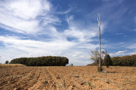 landscape field after harvest and tree on clear skyの写真素材