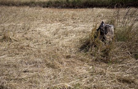 dry grass field and log の写真素材