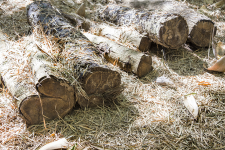 old log and dry grass in morning lightの写真素材
