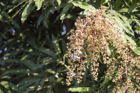 close up mago flower on tree in spring seasonの写真素材
