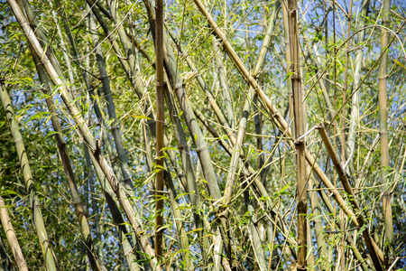 high bamboo tree on sky in day lightの写真素材