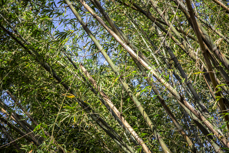 high bamboo tree on sky in day lightの写真素材