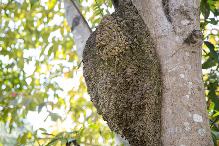 big termite home on treeの写真素材