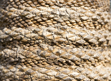 close up cobia texture tree in forest mountainの写真素材