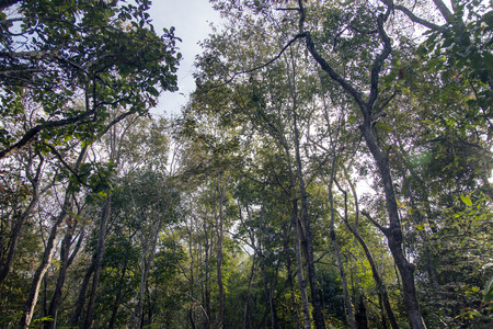 landscape forest for backgroundの写真素材