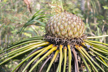 fantasy cobia tree in forest mountainの写真素材