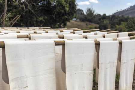 close up dry rubber with wood rack outdoor on fieldの写真素材
