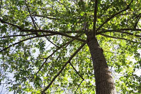 branch of tree on sky from bottom viewの写真素材