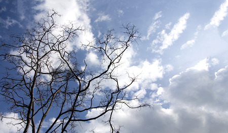 dry tree from bottom view on blue sky の写真素材