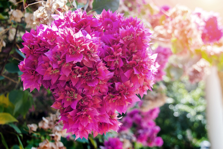 close up pink flower bush in love season in gardenの写真素材