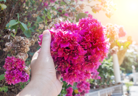 close up pink flower bush like heart shape in love season in gardenの写真素材