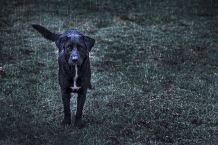 focus melt eyes of wet stray dog waiting get in home on raning and dark light at green grass garden  の写真素材
