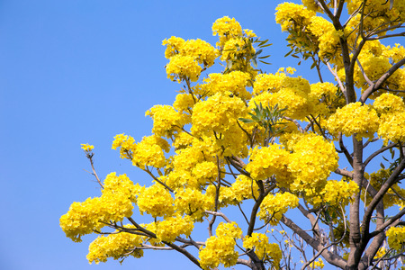 Silver trumpet tree, Tree of gold, Paraguayan silver trumpet tree. Blooming yellow flower on summer season in Thailandの写真素材