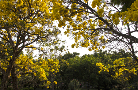 Silver trumpet tree, Tree of gold, Paraguayan silver trumpet tree. Blooming yellow flower on summer season in Thailandの写真素材