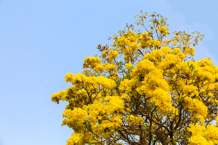 Silver trumpet tree, Tree of gold, Paraguayan silver trumpet tree. Blooming yellow flower on summer season in Thailandの写真素材