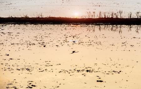 flying bird on water rice field at sunset time. nature relax backgroundの写真素材