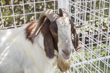 peaceful face of goat pet in cage farm agriculture lifeの写真素材