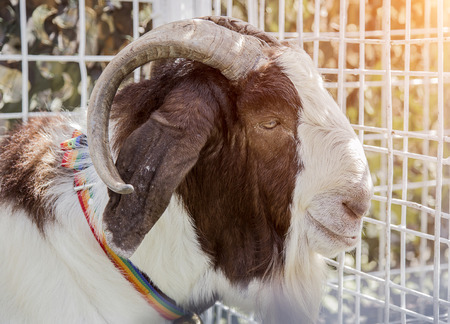peaceful face goat pet in cage farm agriculture lifeの写真素材