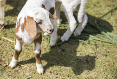 peaceful fmouth of baby goat pet in cage farm agriculture lifeの写真素材