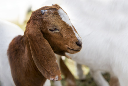 peaceful face of baby goat pet in cage farm agriculture lifeの写真素材