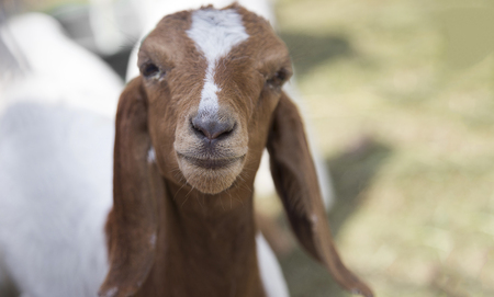 peaceful mouth of baby goat pet in cage farm agriculture lifeの写真素材