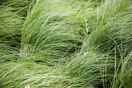 high green grass on windy. Natural background