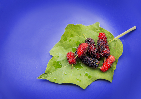 fresh mulberry on leaf and blue background.Mulberry is superfruite to have vitamin for healthy.の写真素材