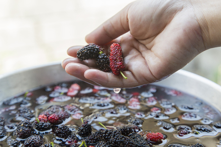 close up hand show mulberry in water for make juicy.Mulberry is superfruite to have vitamin for healthy.の写真素材