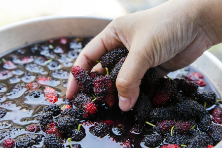 close up hand pumping mulberry in water for make juicy.Mulberry is superfruite to have vitamin for healthy.  の写真素材